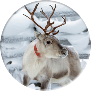 Mahogany Open House December 5, Christmas theme, deer, winter